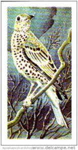 Brooke Bond Tea Trade Card Wild Birds In Britain No 5 Mistle Thrush