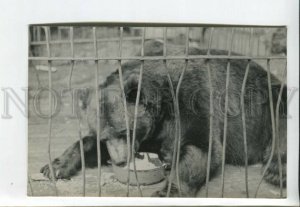 3168041 ZOO Hungry BEAR old REAL PHOTO card