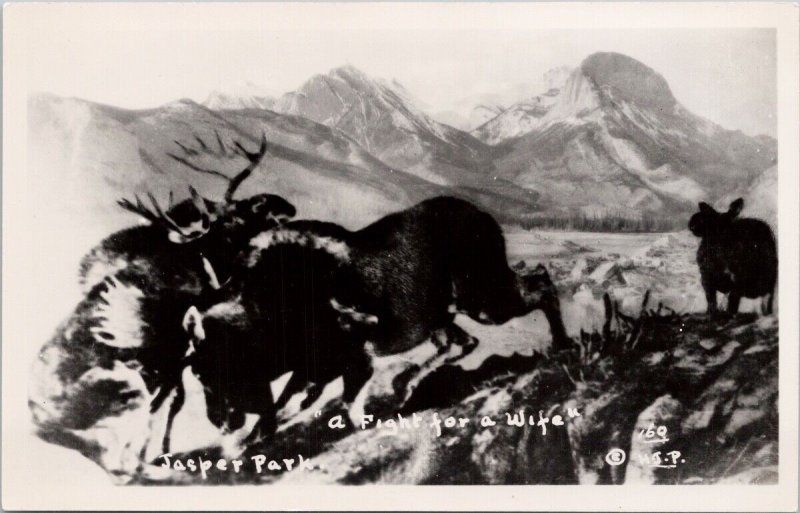 Jasper Park Alberta AB Moose 'Fighting for a Wife' Unused HJP RPPC Postcard H24