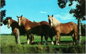 postcard - horse - Three horses alongside wire fence
