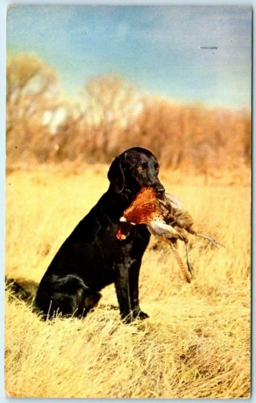 Dog LABRADOR RETRIEVER with PHEASANT in his mouth c1960s  Hunting Postcard
