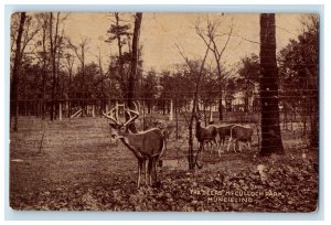 c1940s The Deers McCulloch Park, Muncie Indiana IN Unposted Postcard