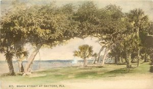 UDB Hand-Colored Postcard; Oak & Palm Trees on Beach Street, Daytona FL