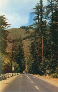 Big Sur California Cabrillo Highway 1, Trees,  Vintage Chrome Postcard Unused