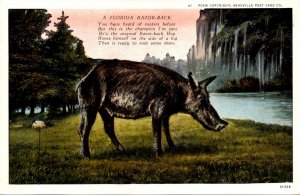 Pigs A Florida Razorback Curteich