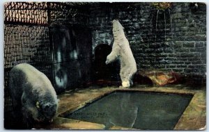 Postcard - Polar Bears, Belle Isle - Detroit, Michigan