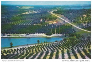 Citrus Groves and Lakes Seen From Citrus Observation Tower Clermont Florida
