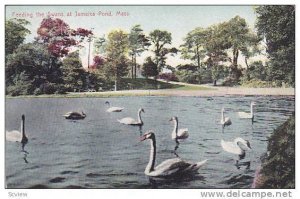 Feeding the Swans at Jamaica Pond, Massachusetts, 00-10s