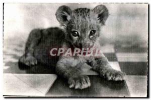 Old Postcard The Little Faue African Lion (Cl Couchetier)