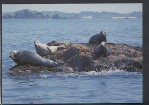 Animals Postcard - Grey Seals, Outer Rocks, The Isles of Scilly   RR4607