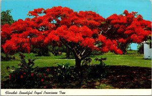 Florida Royal Poinciana Tree Postcard PM Cancel WOB Note Curteich Vintage VTG 