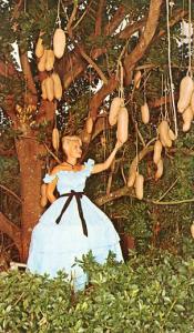 FL - Cypress Gardens, The Sausage Tree