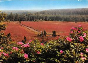 B34495 Naturschutzpark Luneburger Heide Totengrund   germany