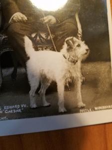 Picture Postcard:: KING EDWARD VII and his Dog Caesar taken 1902-1910