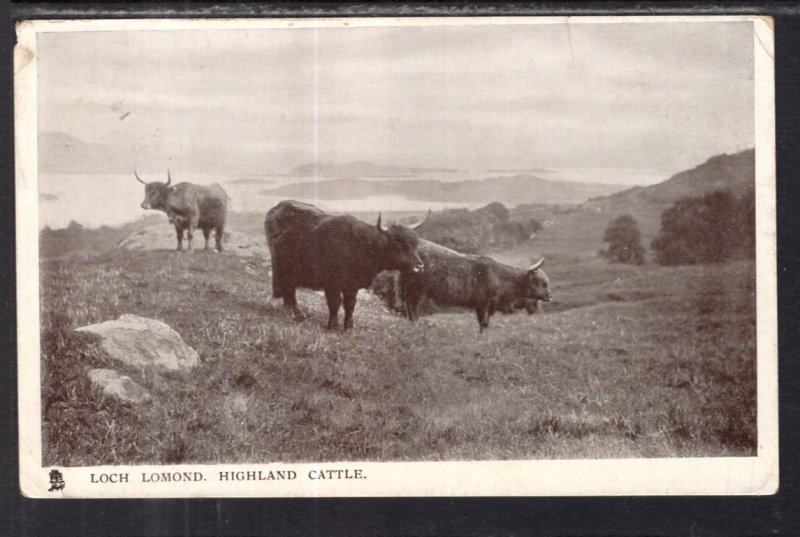 Highland Cattle Loch Lomond,Scotland,UK BIN