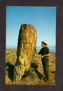 WA Ginkgo Petrified Forest Wanapum Vantage Washington State Park Wood Postcard