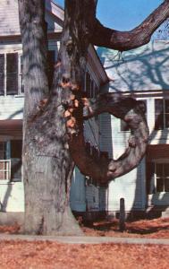 ME - Fryeburg. The Doughnut Tree