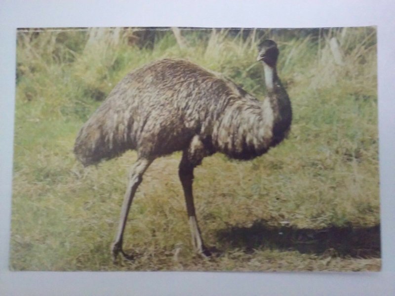 AUSTRALIAN Emu - Native bird of Austrailia postcard