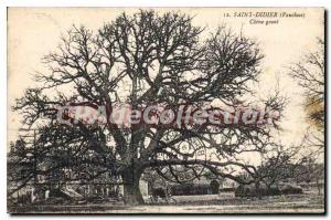 Postcard Old Vaucluse Saint Didier (Vaucluse) Chene giant