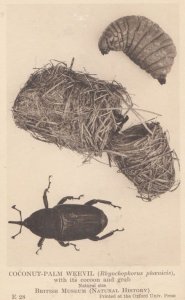 Coconut Palm Weevil Cocoon Grub British Natural History Museum Antique Postcard