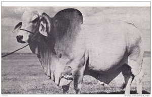 Emperor Twice Grand Champion Brahman Bull of Florida , 1930s