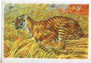 152946 Red List USSR Turanian tiger Panthera Old Russian PC