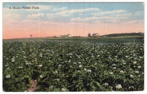 A Maine Potato Field