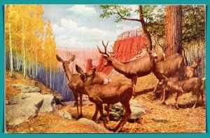 Illinois. Chicago - Mule Deer - Natural History Museum - [IL-332]