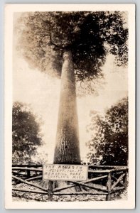 Grayling Michigan The Monarch Tree Memorial Park Real Photo Postcard B31