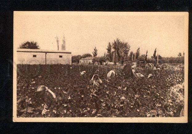 050607 Turkestan Kokand Gathering of cotton Vintage