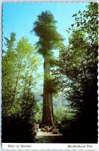 Postcard - Brotherhood Tree, Trees of Mystery, Shrine of Redwoods - Klamath, CA