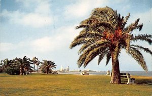 Picnic Spot - Corpus Christi, Texas TX  