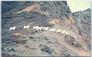 M-109936 Alaskan Dall Sheep Talkeetna Mountains Alaska USA