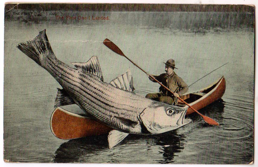 Great Sport Fishing Here Exaggeration Postcard