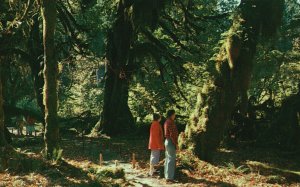 Washington, Rain Forest Olympic Peninsula Hemlock Spruce Trees Vintage Postcard