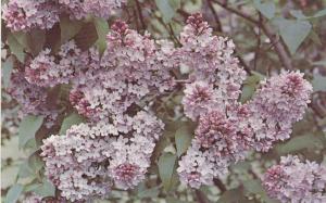 Highland Park NY, Rochester, New York - Lilac Blooms