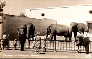 Real Photo Postcard Elephants at Zoological Gardens