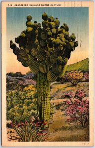 Winslow Arizona, 1951 Clustered Sahuaro Cactus, Giant Cactus, Vintage Postcard