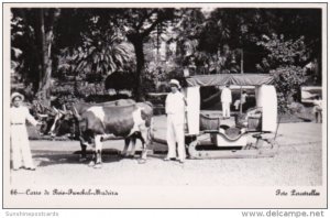 Portugal Madeira Carro de Bois Funchal Locals With Ox Cart Real Photo