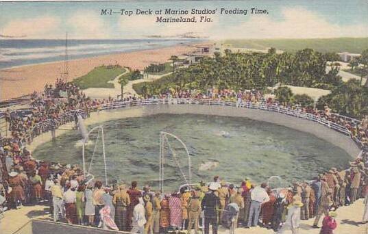 Florida Marineland Top Deck At Marine Studios Feeding Time 1952