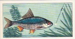 Badshah Tea Trade Card Fish &  Bait No 11 Roach