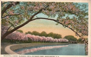 Vintage Postcard Beautiful Cherry Blossom Vista Potomac Park Washington D.C.