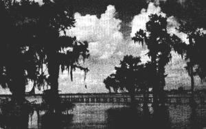 Louisiana Lake Charles Cypress Trees and Spanish Moss Along The Banks