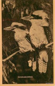 1930's AUTRALIA Kookaburras postcard 350