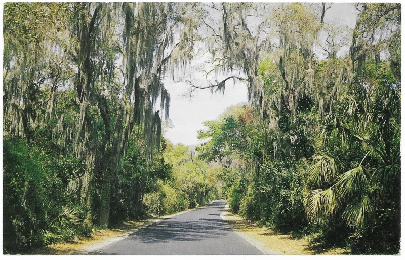 US used. Spanish Moss in many areas of the South.   Mailed 1980.