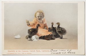 CA Quartet At The Cawston Ostrich Farm Litte Girl Birds California Postcard X29