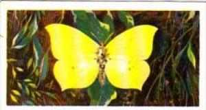 Brooke Bond Tea British Butterflies No 46 Brimstone