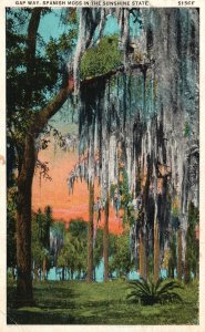 Vintage Postcard 1934 View of Gap Way Spanish Moss in the Sunshine State Florida