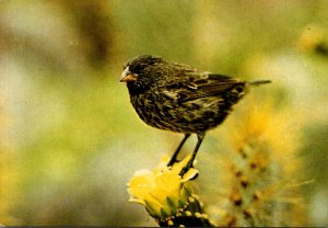 Galapagos Islands Wildlife Darwin Finch