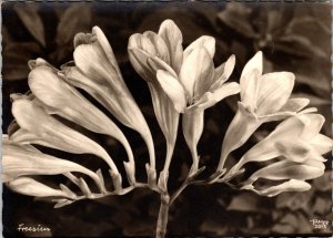 RPPC Freesias Popp Karte Verlag Heidelberg Real Photo Postcard